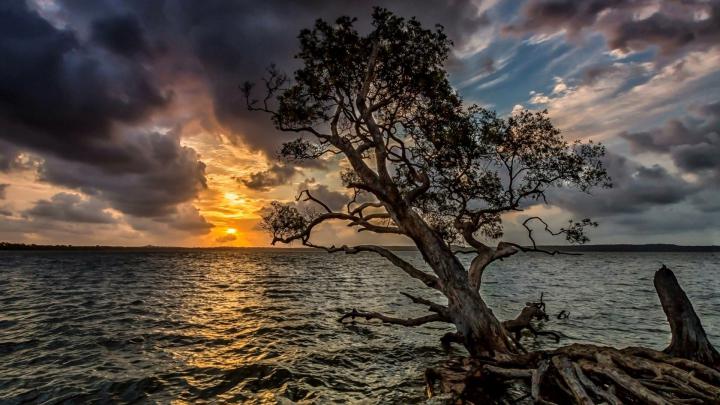 Lonely Tree wallpapers 1920x1080 Full HD (1080p) desktop backgrounds