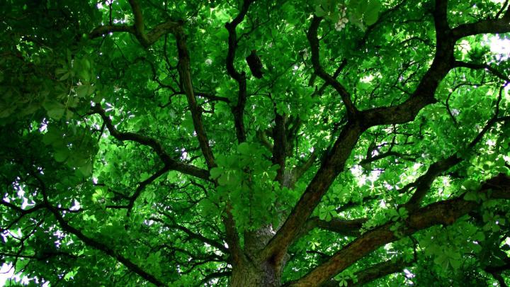 Tree wallpapers 1920x1080 Full HD (1080p) desktop backgrounds