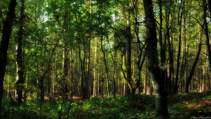 Tree Wallpaper HD -