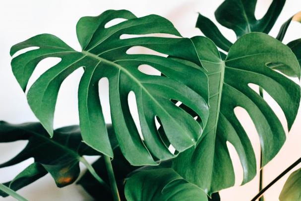Monstera Desktop Wallpaper