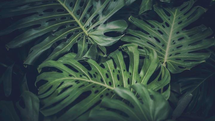 Monstera Deliciosa Wallpapers