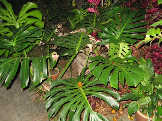 Monstera Wallpapers High Quality | Download Free