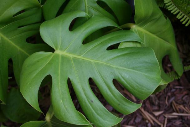 Monstera Wallpapers High Quality | Download Free