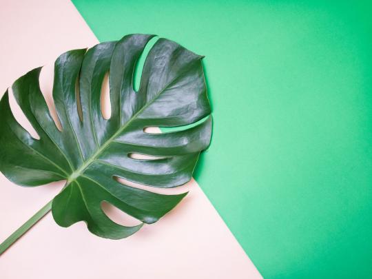 Monstera Deliciosa Wallpapers