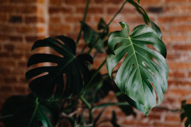 Monstera Plant Desktop Wallpaper - BacaanKita