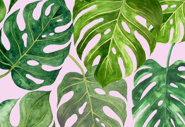 Monstera Wallpaper | Tropical Jungle Leaf Wallcovering | Wallpapered