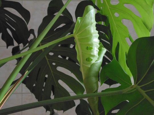 Monstera Wallpapers High Quality | Download Free