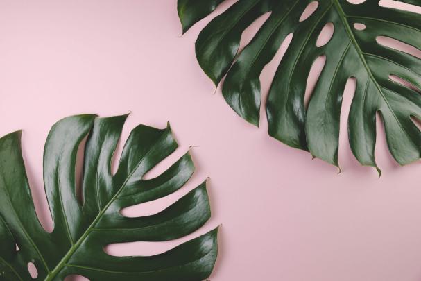 gro\u00dfe Monstera Bl\u00e4tter | Computer wallpaper desktop wallpapers 