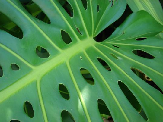 Monstera Wallpapers High Quality | Download Free