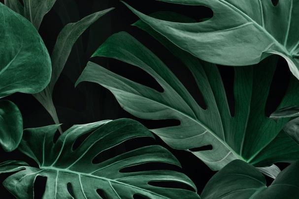 Monstera Plant Background - Download Premium Vector Of Blank Monstera 