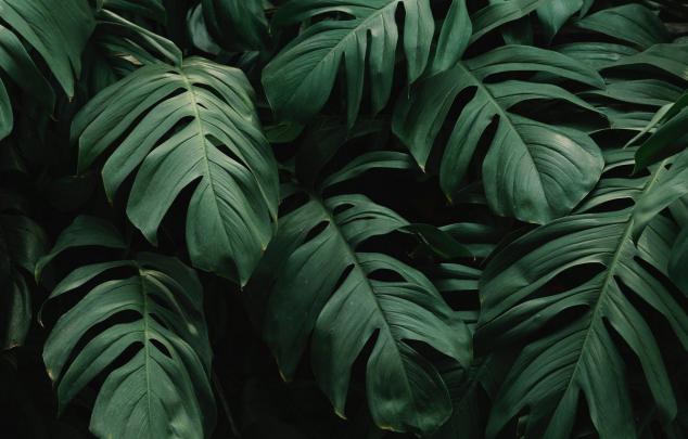 Monstera Desktop Wallpapers - Top Free Monstera Desktop Backgrounds 