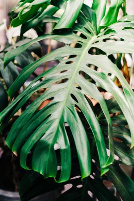 Monstera Deliciosa Wallpapers
