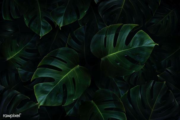 Tropical green monstera leaves background | premium image by rawpixel 