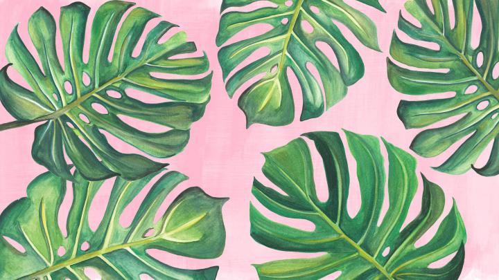 Terkeren 15+ Wallpaper Daun Monstera - Joen Wallpaper