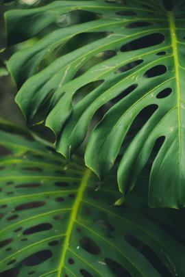 Monstera Deliciosa Wallpapers