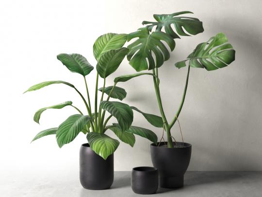 Monstera Wallpapers High Quality | Download Free