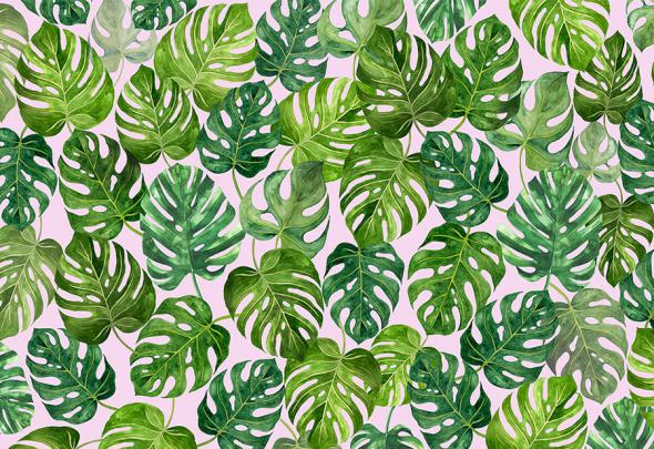 Monstera Wallpaper | Tropical Jungle Leaf Wallcovering | Wallpapered