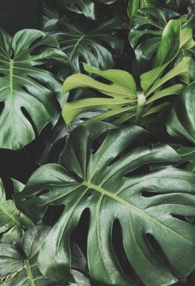 Monstera Leaf Wallpapers - Top Free Monstera Leaf Backgrounds 