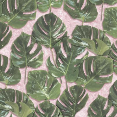 Monstera Wallpapers - Top Free Monstera Backgrounds - WallpaperAccess