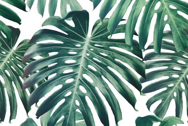 Monstera Deliciosa Wallpapers