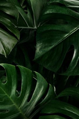 Monstera leaves nature background wallpaper | premium image by rawpixel 