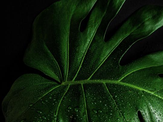 Desktop wallpaper monstera deliciosa, close up, leaf, hd image, picture 