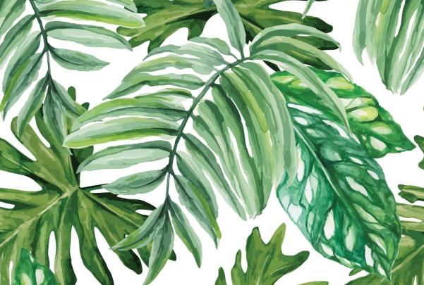 Monstera Desktop Wallpapers - Top Free Monstera Desktop Backgrounds 