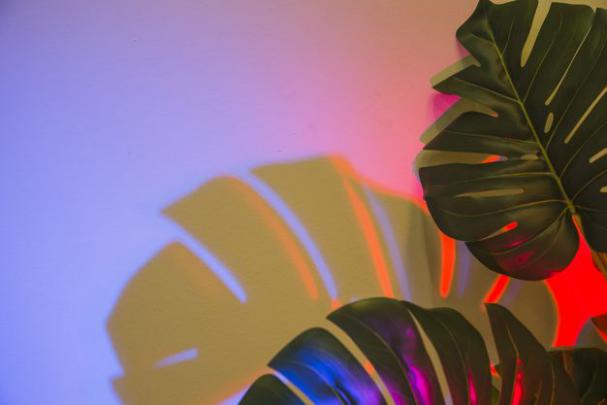 Download Two Monstera Leaves With Shadow On Colored Backdrop for free 