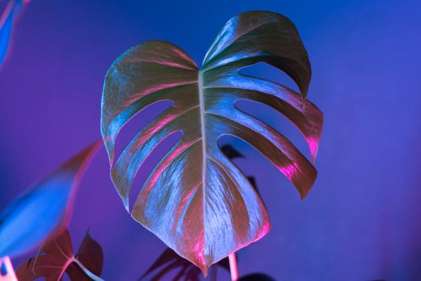 Monstera Leaves Pictures | Download Free Images on Unsplash