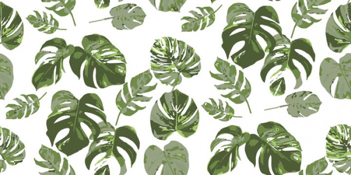 Monstera no 6 - Wall Mural \u0026 Photo Wallpaper - Photowall