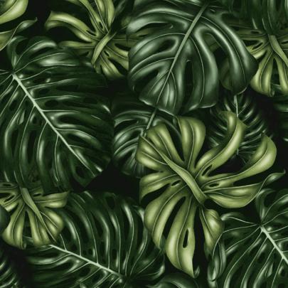 Monstera Deliciosa Wallpapers