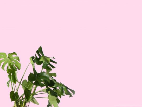 Monstera Plant \/\/ Desktop \u0026 iPhone Wallpapers \u2014 From Gold Blog Desktop 