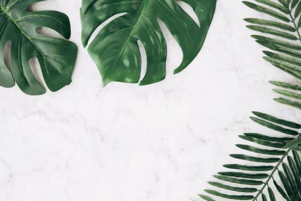 Monstera Verde E Palma Deixa No Pano De Fundo Texturizado Em M\u00e1rmore 