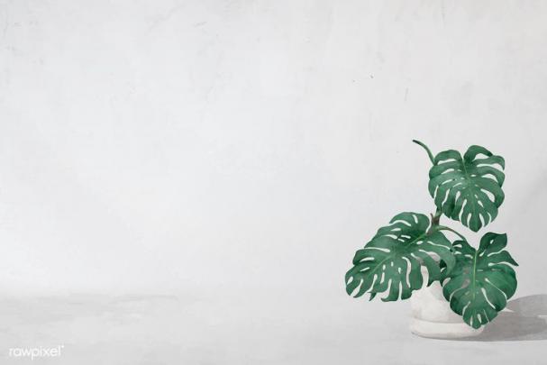Download premium vector of Blank monstera leaves frame vector 1208594 