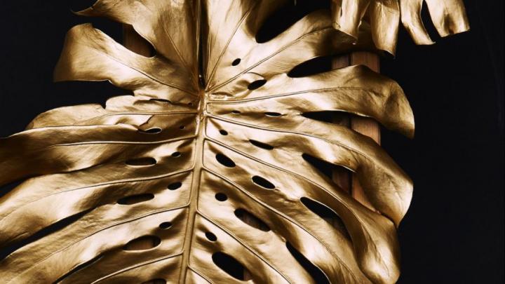 Monstera leaves HD Wallpaper - Wallpapers.net