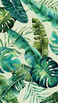 Monstera Deliciosa Wallpapers