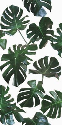 Monstera Leaf REMOVABLE Fabric Wallpaper Peel \u0026 Stick | Etsy
