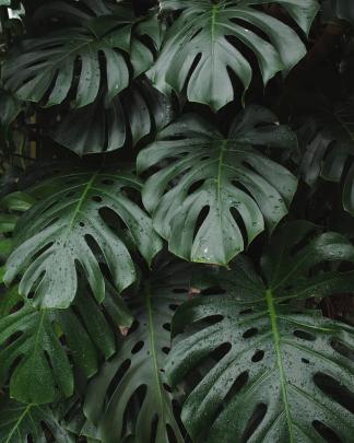 Monstera Deliciosa Wallpapers