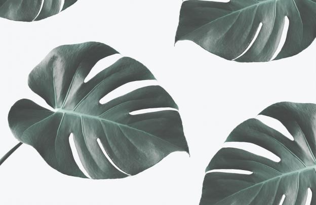 Monstera Deliciosa Wallpapers