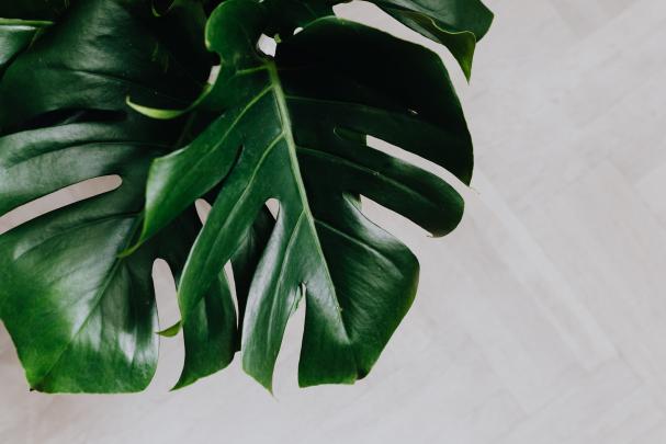 Wallpaper Monstera : Wet monstera plant leaves mobile wallpaper | free 