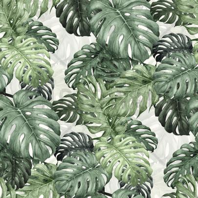 Monstera Deliciosa Wallpapers