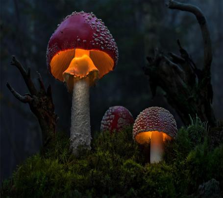 Mushroom Wallpaper Desktop