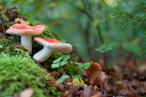 Mushroom HD Wallpaper | Background Image | 1920x1275