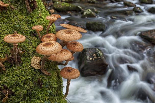 macro, Mushroom, River Wallpapers HD \/ Desktop and Mobile Backgrounds