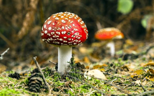 mushroom wallpaper nature cool - HD Desktop Wallpapers