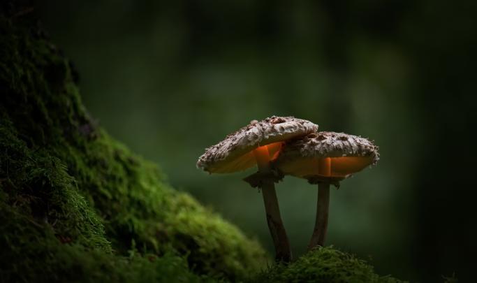 moss, Green, Nature, Plants, Mushroom Wallpapers HD \/ Desktop and 