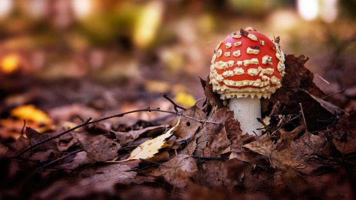 nature, Mushrooms, Fungus Wallpapers HD \/ Desktop and Mobile Backgrounds