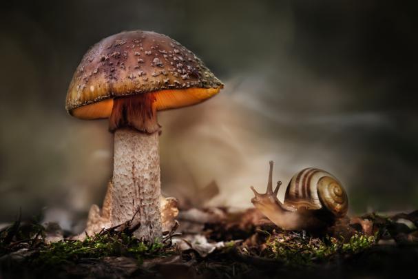 macro, Snail, Mushroom, HDR Wallpapers HD \/ Desktop and Mobile Backgrounds