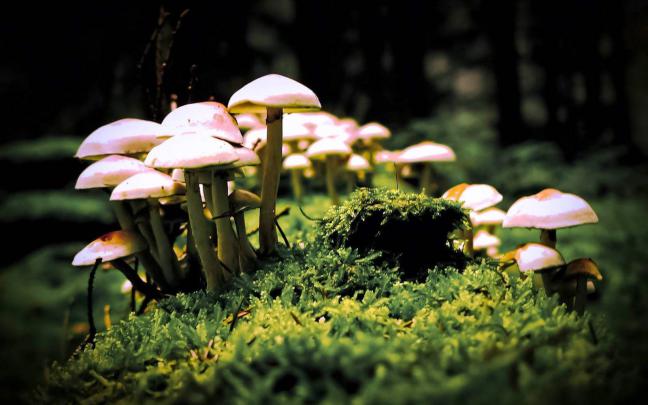Magic Mushroom Wallpapers