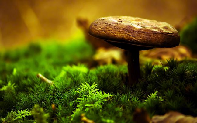 Mushroom in garden HD wallpaper | HD Latest Wallpapers